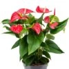 Anthurium Rode Bloem - Flamingoplant -Planten Series anthurium sierra