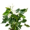 Witte Anthurium - Flamingoplant -Planten Series anthurium sierra white