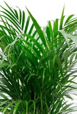 Areca Palm In Elho Greenville Pot -Planten Series areaca palm groen kamerplant