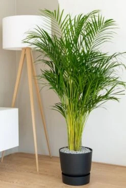 Areca - Goudpalm -Planten Series areca goudpalm kopen online