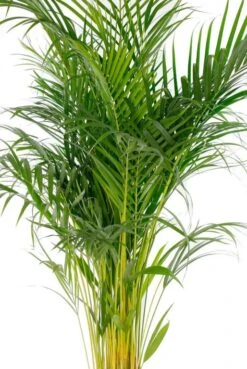 Areca Lutescens - Goudpalm -Planten Series areca135 24 1