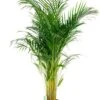 Areca Lutescens - Goudpalm -Planten Series areca135 24