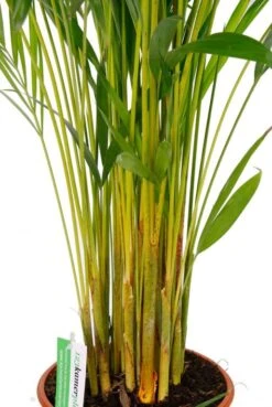 Areca Lutescens - Goudpalm -Planten Series areca135 24 2