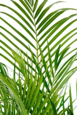 Areca - Goudpalm -Planten Series areca135 24 3 1