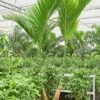 Areca Catechu Dwarf - Goudpalm -Planten Series areca catechu dwarf palmboom