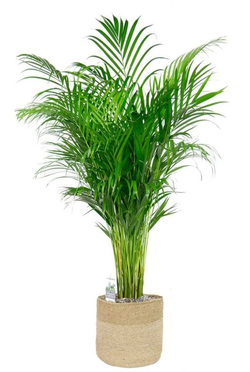 Areca In Jute Mand 3 Areca In Jute Mand