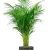 Areca In Luxe Pot -Planten Series areca in luxe plantenpot
