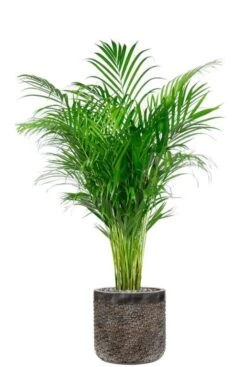 Areca In Luxe Pot