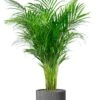 Areca In Capi Bloempot -Planten Series areca palm in capi bloempot