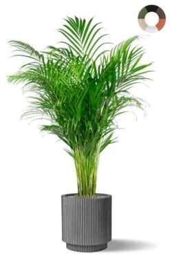 Areca In Capi Bloempot