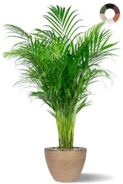 Areca Palm In Pot