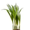 Areca - Stekje -Planten Series areca stekje palm