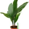 Aspidistra Eliator - Kwartjesplant -Planten Series asela15060