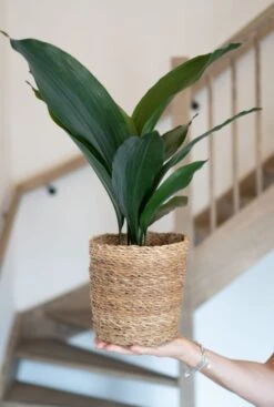 Aspidistra Eliator - Kwartjesplant -Planten Series aspidistra