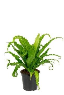 Asplenium Antiquum Osaka - Streepvaren