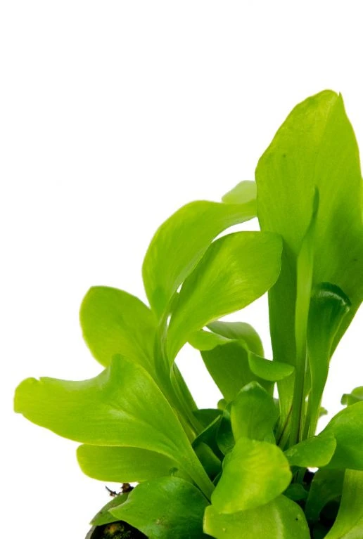 Asplenium Nidus - Stekje 4 Asplenium Nidus - Stekje - Afbeelding 2