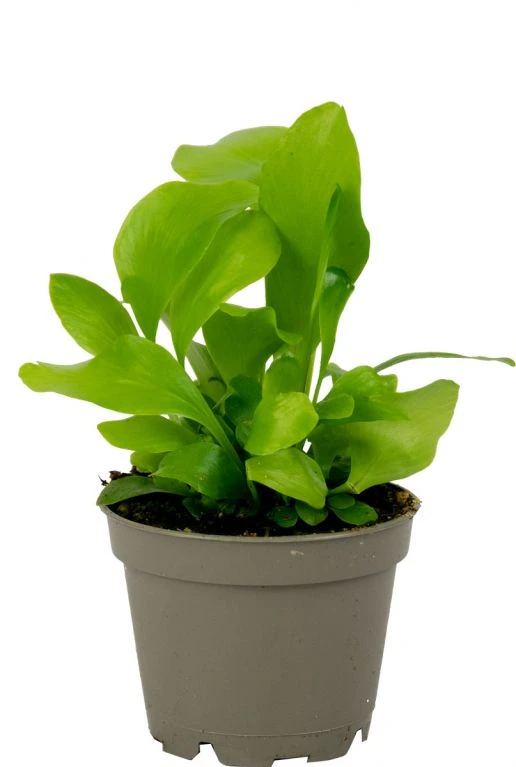 Asplenium Nidus - Stekje 3 Asplenium Nidus - Stekje