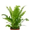 Asplenium Nidus Campio - Streepvaren -Planten Series asplenium nindus kamerplant