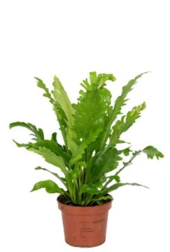 Asplenium Nidus Campio - Streepvaren
