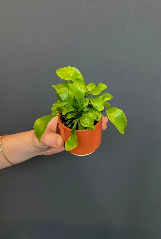 Asplenium Nidus - Stekje 5 Asplenium Nidus - Stekje - Afbeelding 3