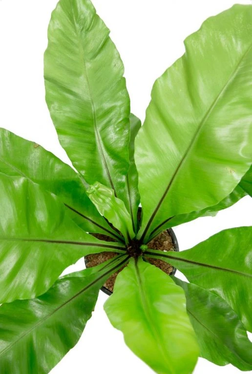 Asplenium Nidus - Streepvaren 4 Asplenium Nidus - Streepvaren - Afbeelding 2