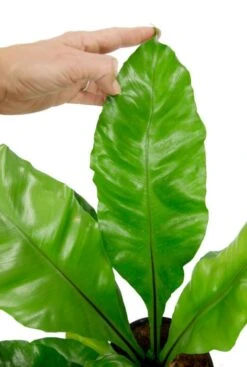 Asplenium Nidus - Streepvaren 7 Asplenium Nidus - Streepvaren -Planten Series asplenium nidus kamerplant