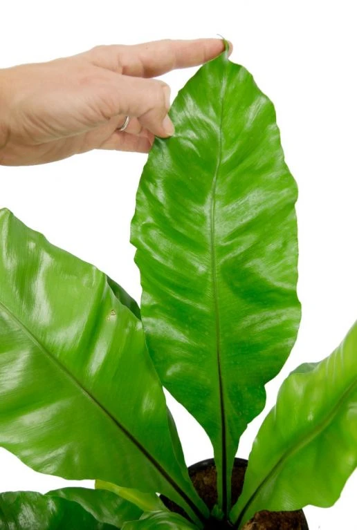 Asplenium Nidus - Streepvaren 5 Asplenium Nidus - Streepvaren - Afbeelding 3