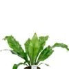 Asplenium Nidus - Streepvaren -Planten Series asplenium nidus streepvaren