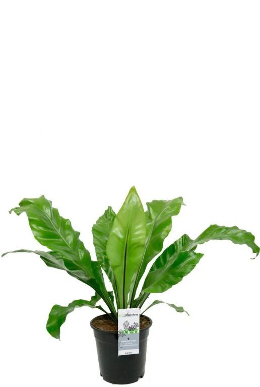 Asplenium Nidus - Streepvaren 3 Asplenium Nidus - Streepvaren