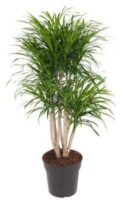 Dracaena Anita - Drakenbloedboom -Planten Series b19f4a84 4f4d 47e6 8165 567cd99a7c00