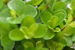 Peperomia Rotundifolia - Krokodillentranen -Planten Series b60ec21e e8dc 44c8 8b88 2942a6e60a27