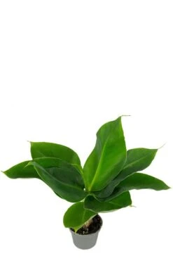 Musa Acuminata Cheeka - Stekje -Planten Series bananenplantje