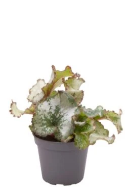 Begonia Rex Escargot - Stekje