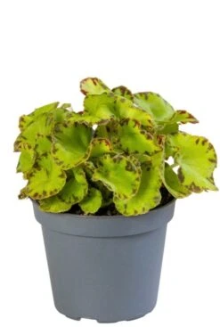 Begonia Rex Red Jive - Bladbegonia