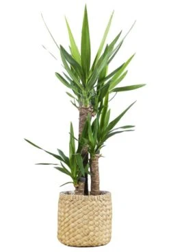 Mica Ben Basket Waterhyacint - Bruin -Planten Series ben basket bruin 26cm plant