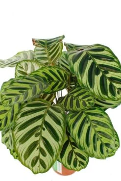 Calathea Makoyana - Pauwenplant -Planten Series blad van calathea