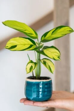 TS Collection Iris Pot - Turquoise -Planten Series blauw potje met stekje 1