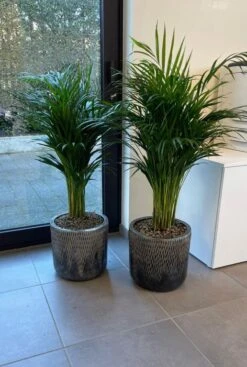 Baq Luxe Lite - Comet -Planten Series bloempot brons