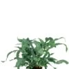 Phlebodium Blue Star - Zinkvaren -Planten Series blue star varen kamerplanten