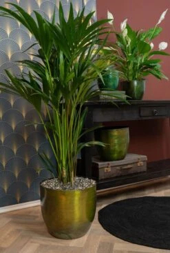 Kentia In Groene Pot