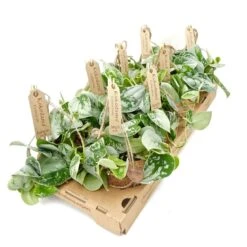 Kokodama Pictus Polscisil - Epipremnum -Planten Series c0f0a89e 72ec 41cb 84c8 86c77ae527c7