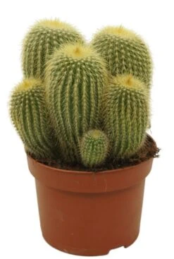 Eriocactus Leninghausii - Zuilcactus