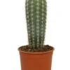 Pachycereus Pringlei - Zuilcactus 2 Pachycereus Pringlei - Zuilcactus -Planten Series cactus pachycereus pringlei klein