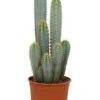 Pilosocereus Azureus - Zuilcactus