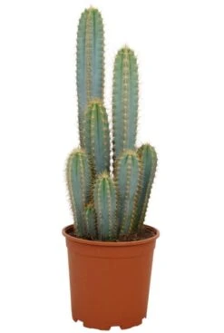 Pilosocereus Azureus - Zuilcactus