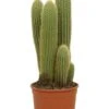 Vatricania Guentheri - Zuilcactus -Planten Series cactus vatricania guentheri groot