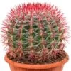 Ferocactus Stainesii - Schoonmoederstoel -Planten Series cactus ferocactus