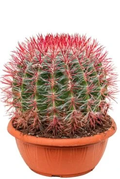 Ferocactus Stainesii - Schoonmoederstoel