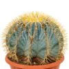 Ferocactus Glaucescens - Schoonmoederstoel -Planten Series cactus ferocactus glaucescens