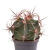 Ferocactus Latispinus - Stekje -Planten Series cactus ferocactus latispinus